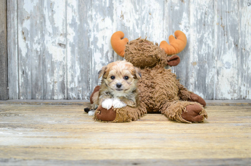Best Morkie Baby