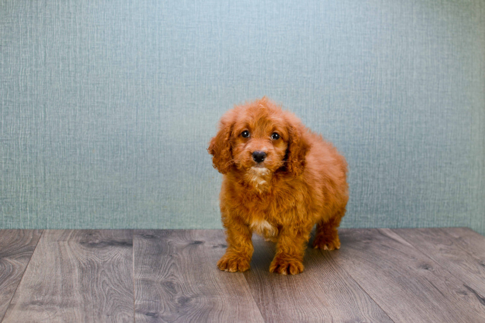 Funny Mini Goldendoodle Poodle Mix Pup