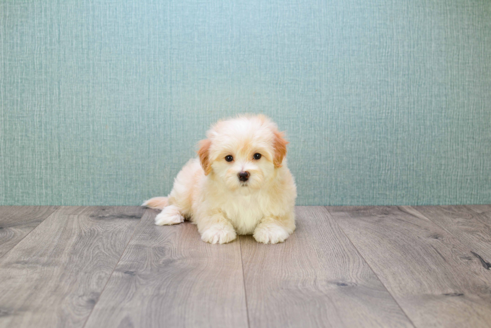 Adorable Maltese Poodle Poodle Mix Puppy