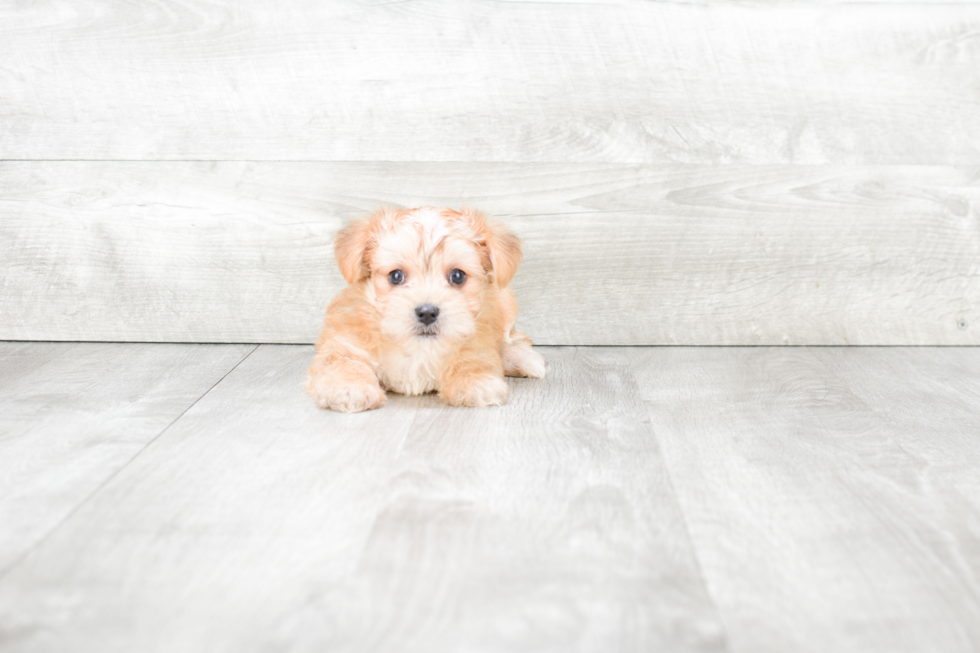 Petite Morkie Designer Pup