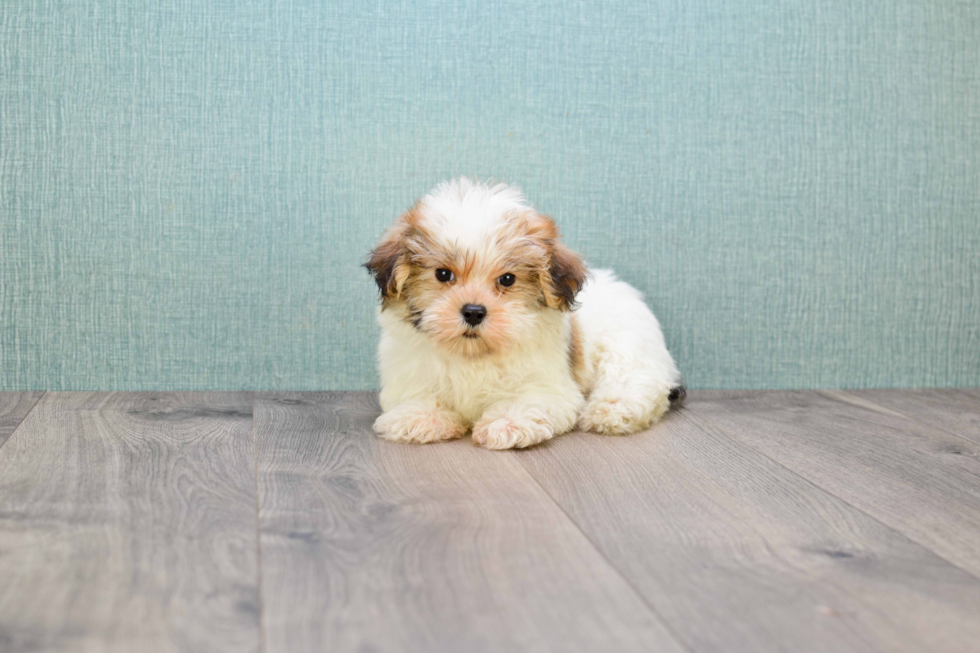 Hypoallergenic Maltepoo Poodle Mix Puppy