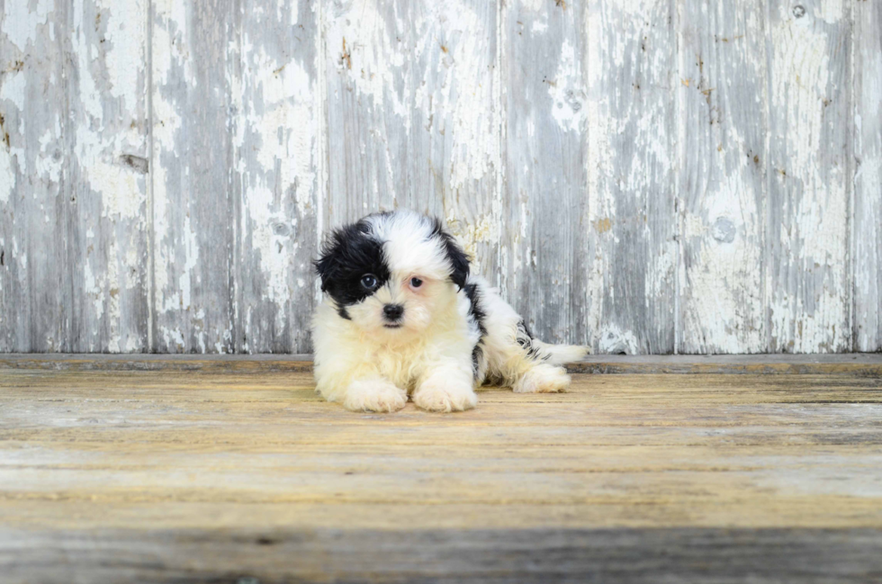 Cute Teddy Bear Baby