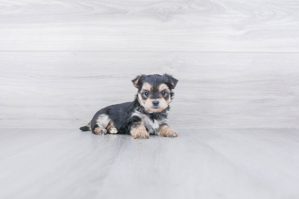 Popular Morkie Designer Pup