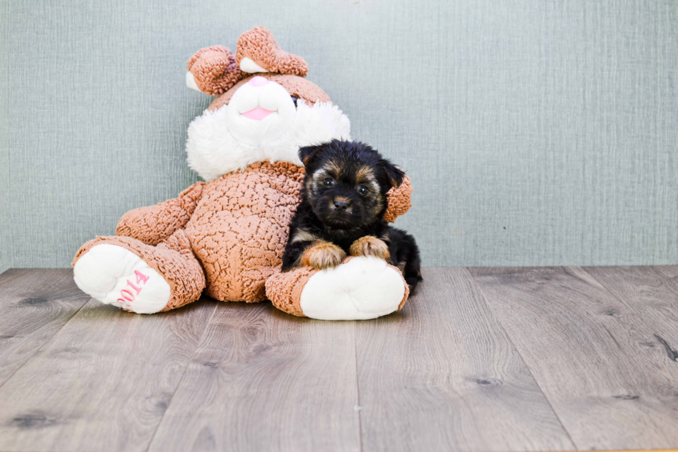 Friendly Morkie Baby