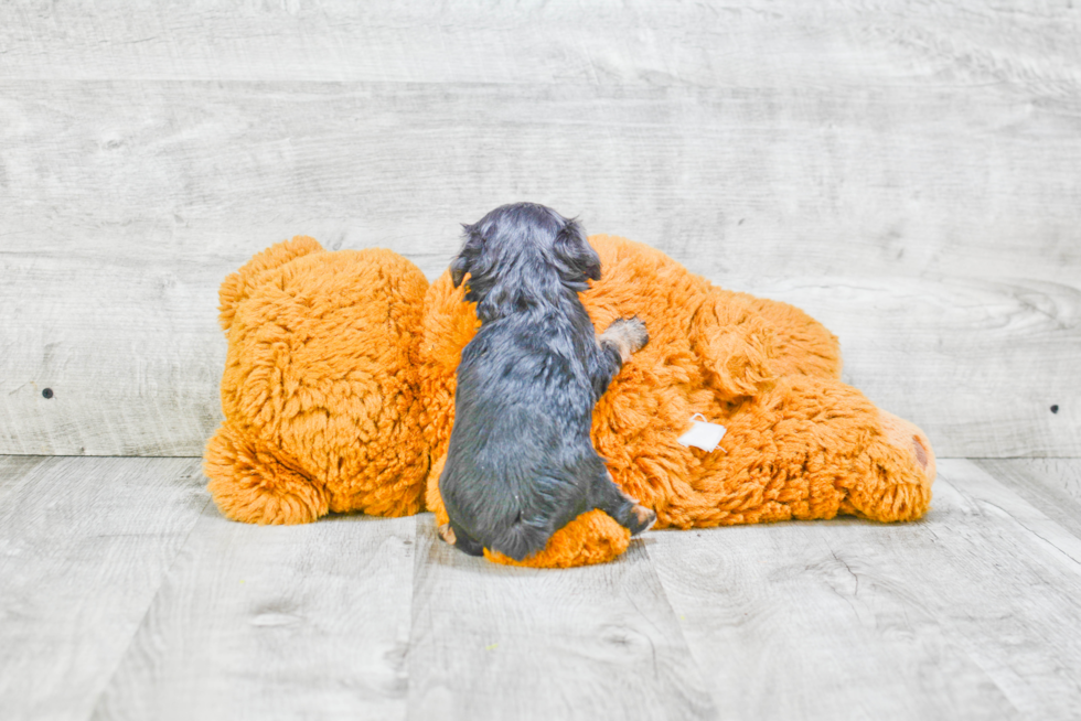 Funny Morkie Designer Pup