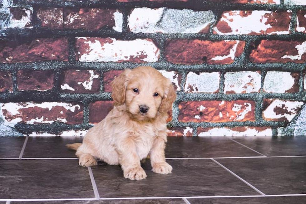 Fluffy Mini Goldendoodle Poodle Mix Pup