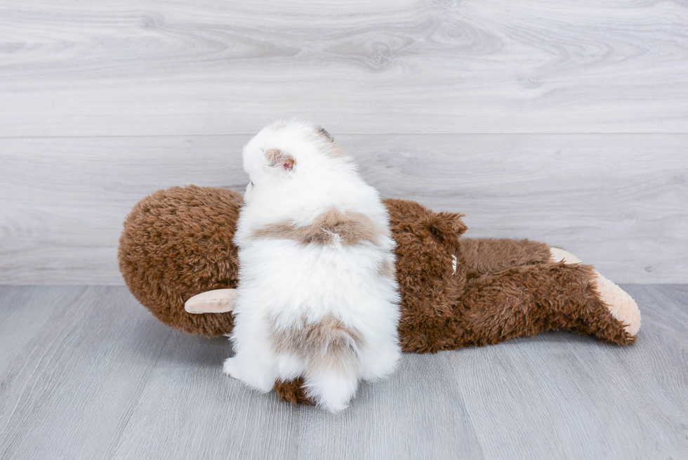 Adorable Pomeranian Purebred Puppy