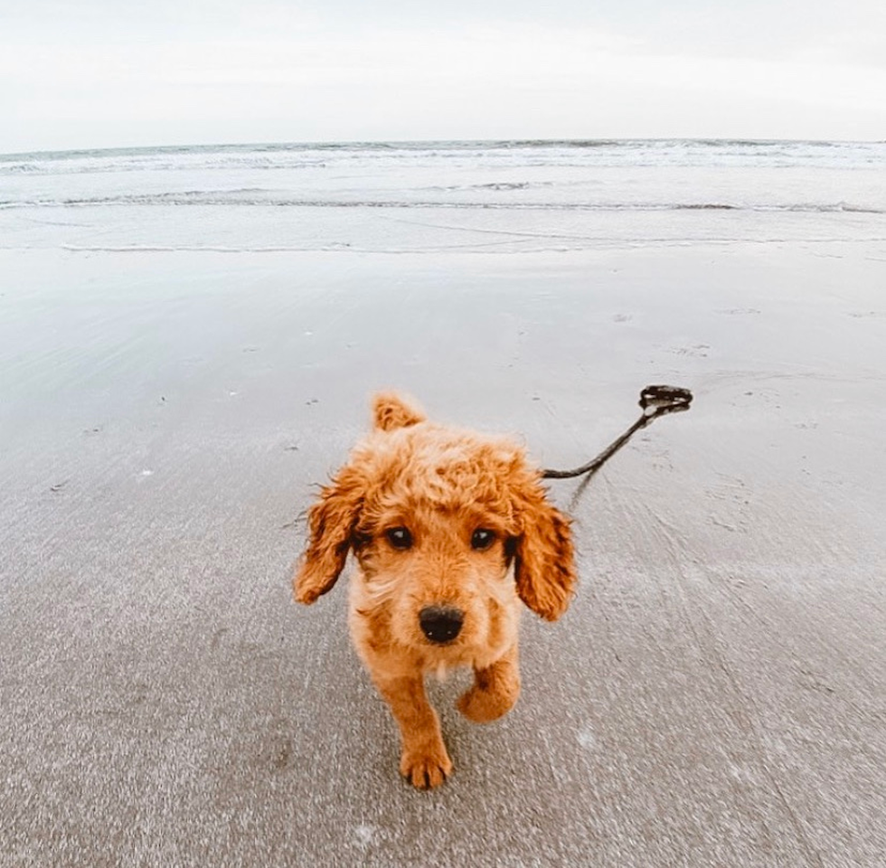 Cute Mini Goldendoodle Poodle Mix Pup