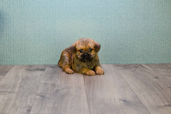 Best Brussels Griffon Baby