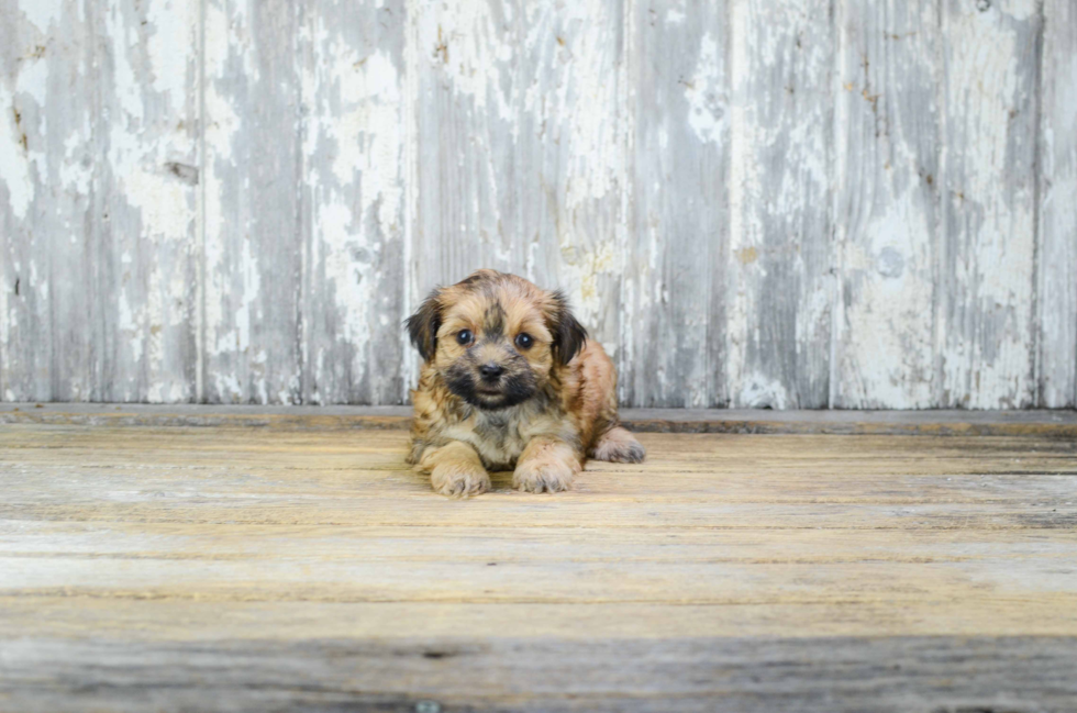 Fluffy Morkie Designer Pup