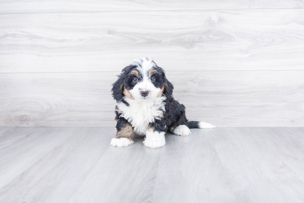 Mini Bernedoodle Pup Being Cute