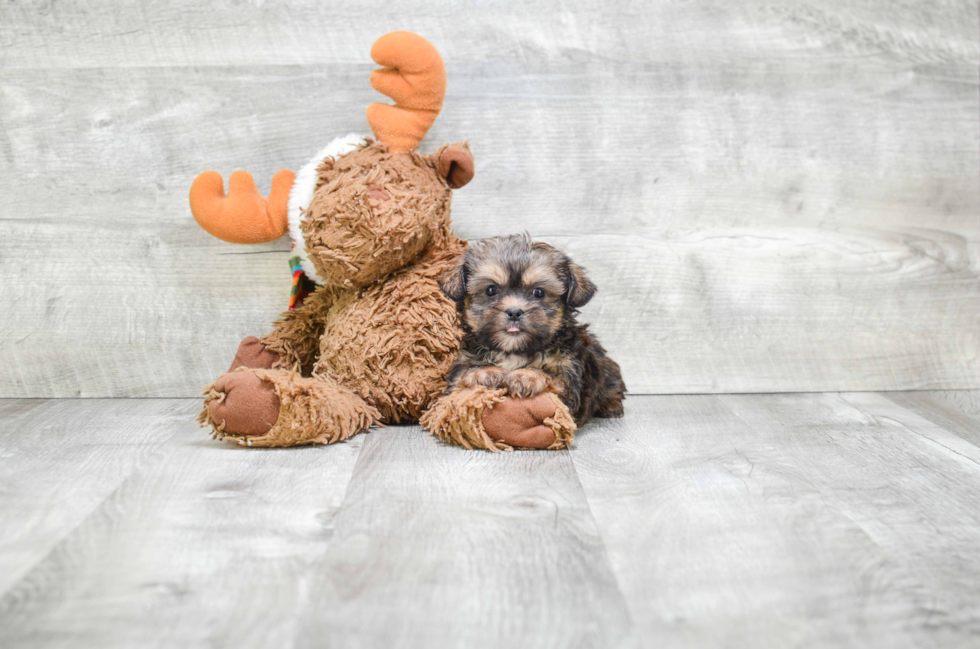 Shorkie Pup Being Cute