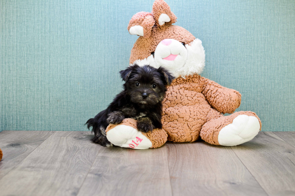 Cute Morkie Baby