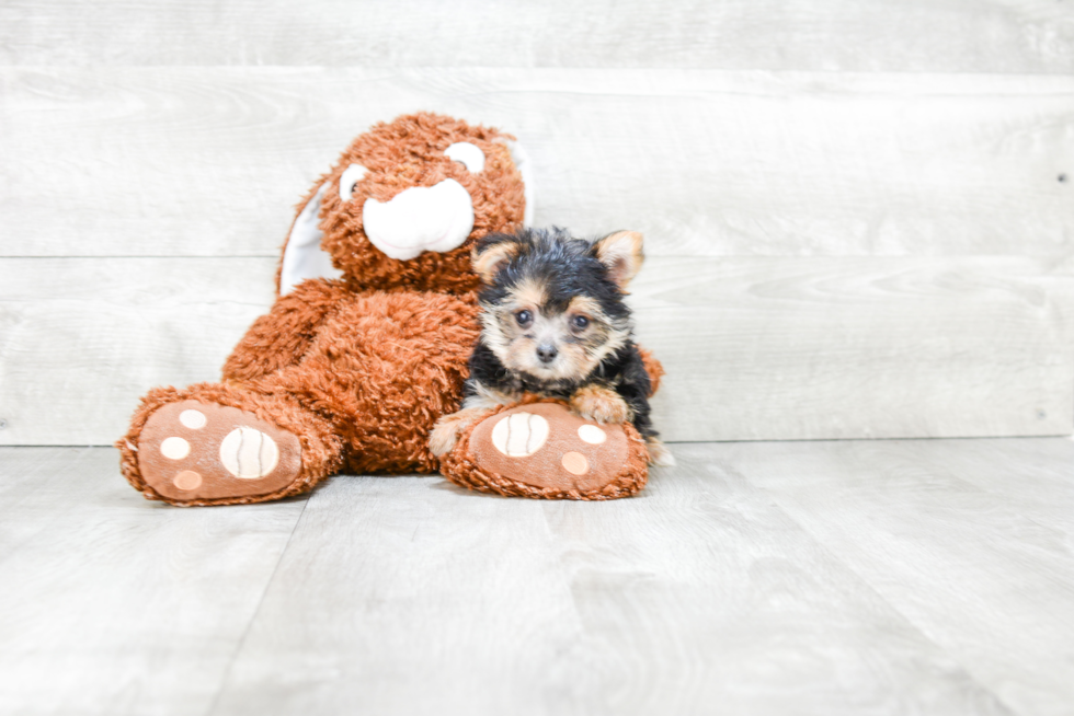 Morkie Puppy for Adoption