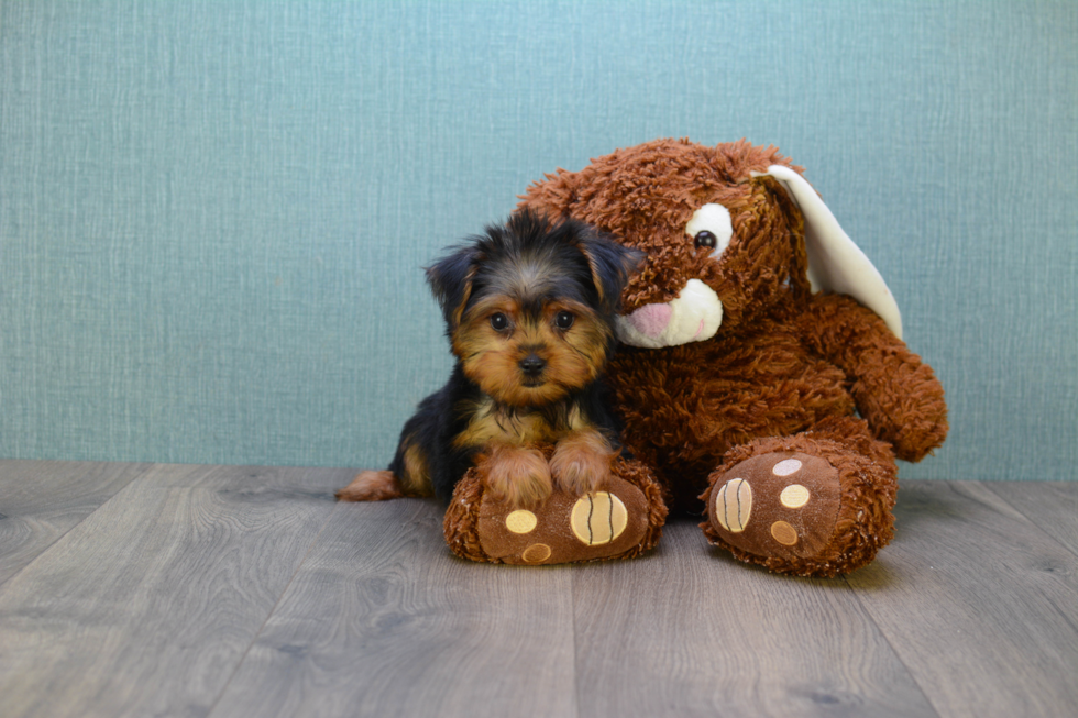 Meet Goldie - our Yorkshire Terrier Puppy Photo 