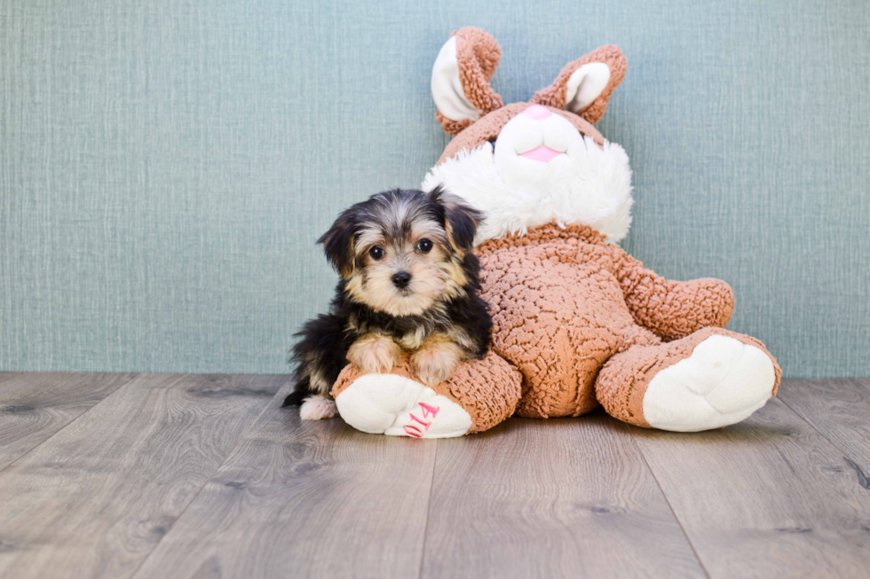 Morkie Puppy for Adoption