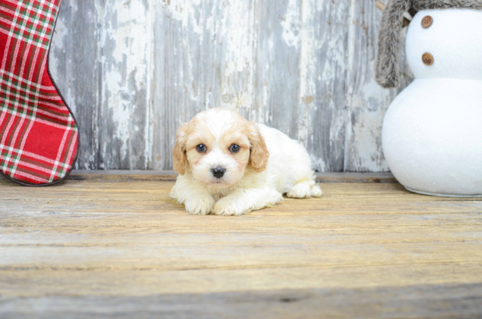Cavachon Pup Being Cute