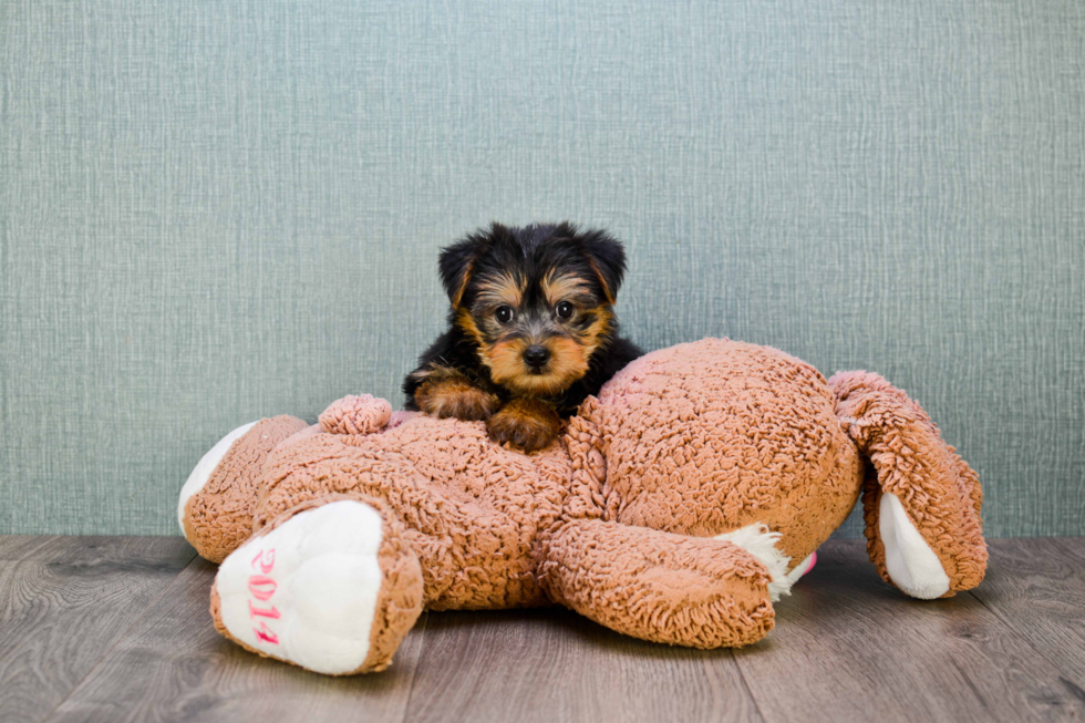 Meet Izzie - our Yorkshire Terrier Puppy Photo 