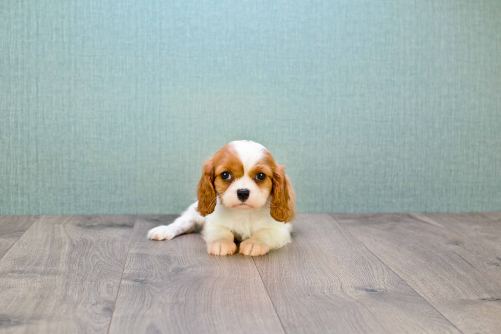 Best Cavalier King Charles Spaniel Baby