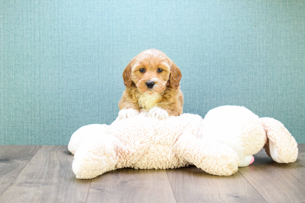 Friendly Mini Goldendoodle Baby