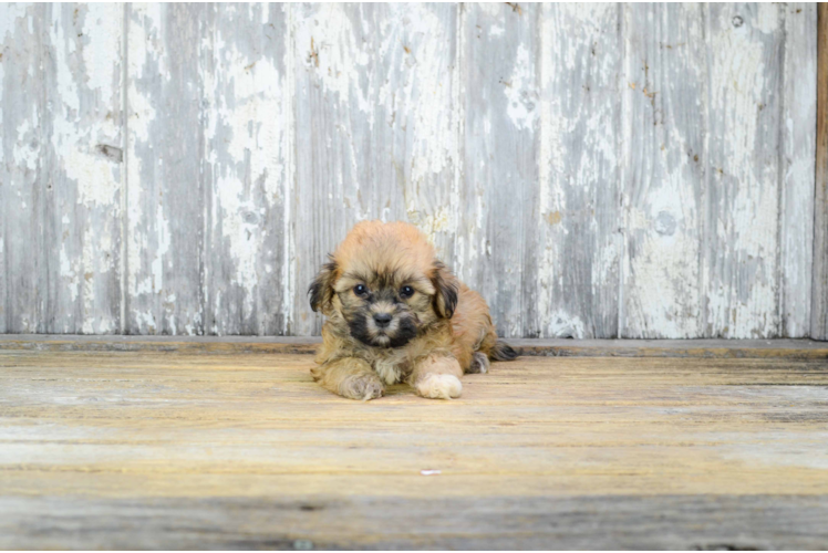 Best Teddy Bear Baby