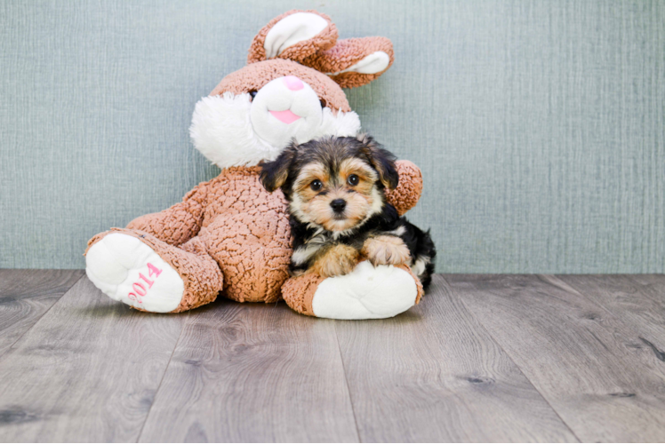 Adorable Yorkie Designer Puppy