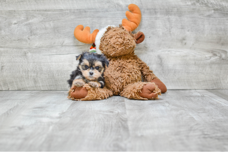 Morkie Puppy for Adoption