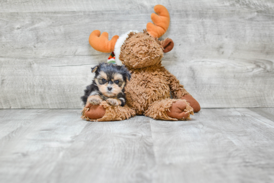 Morkie Puppy for Adoption