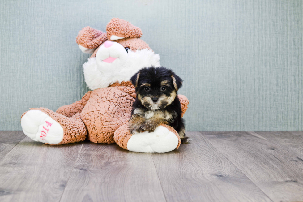 Morkie Puppy for Adoption
