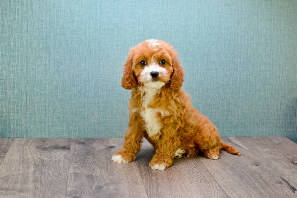 Playful Cavoodle Poodle Mix Puppy