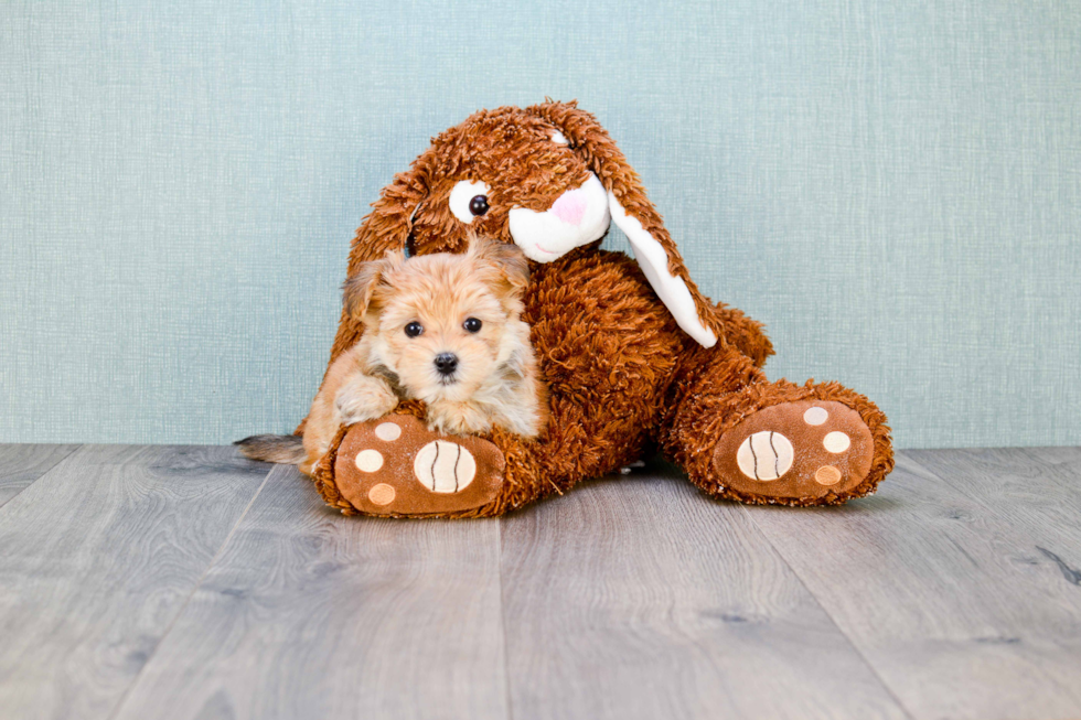 Morkie Pup Being Cute