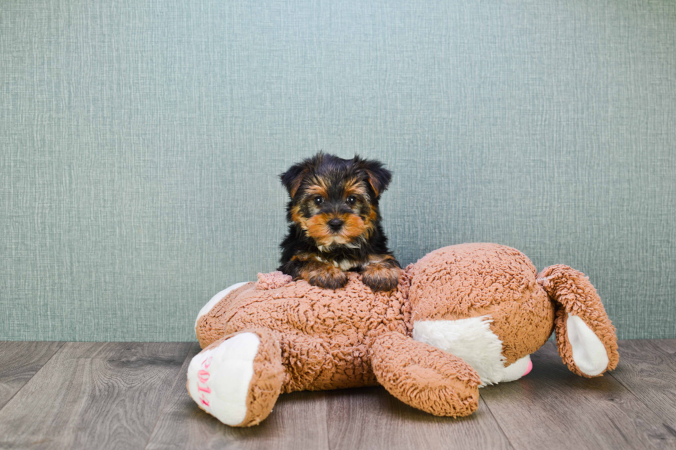 Meet Jeremy - our Yorkshire Terrier Puppy Photo 