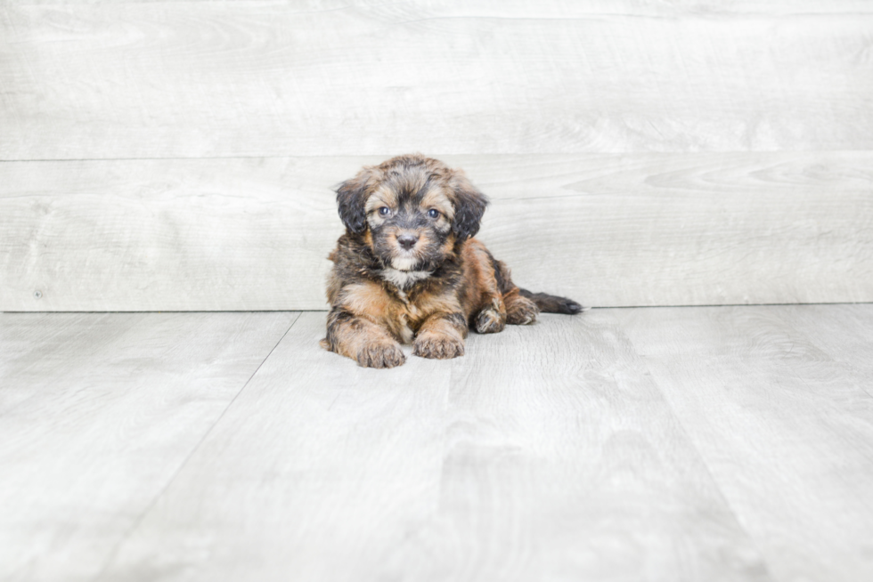 Little Bernadoodle Poodle Mix Puppy