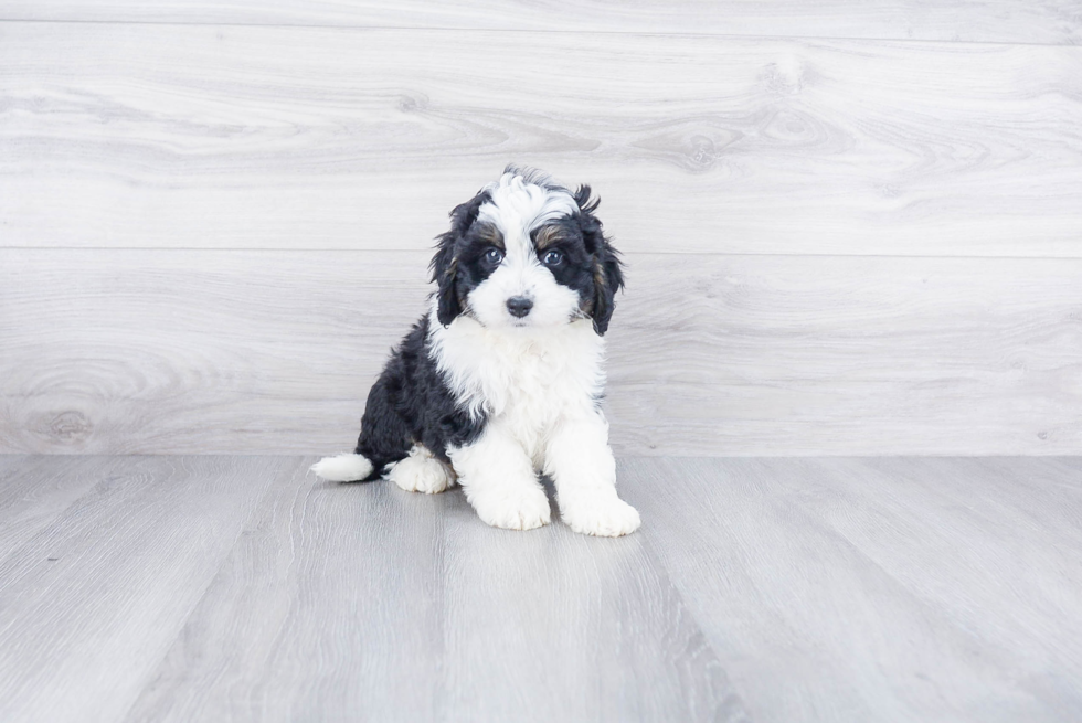 Mini Bernedoodle Puppy for Adoption