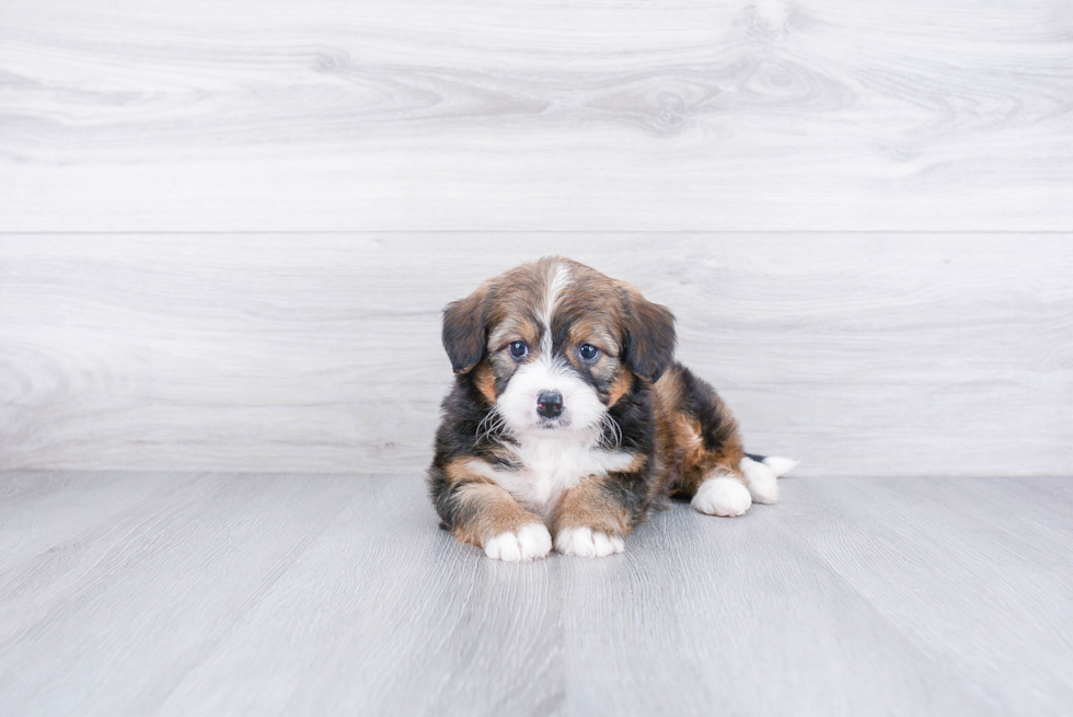 Adorable Mini Berniedoodle Poodle Mix Puppy