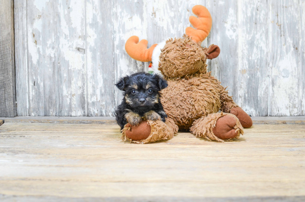 Funny Yorkie Poo Poodle Mix Pup