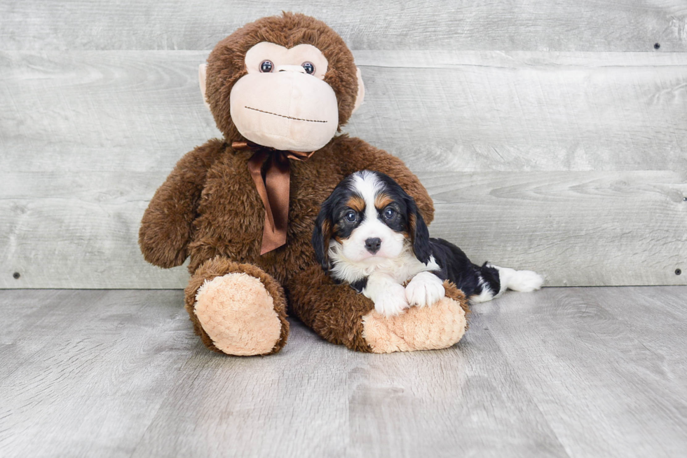 Best Cavalier King Charles Spaniel Baby