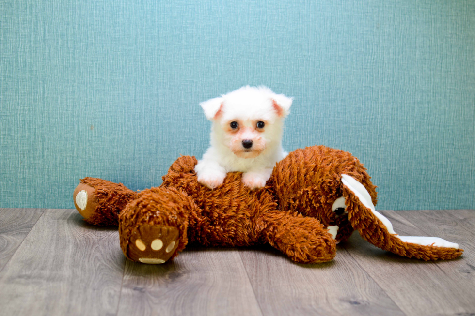 Bichon Frise Puppy for Adoption