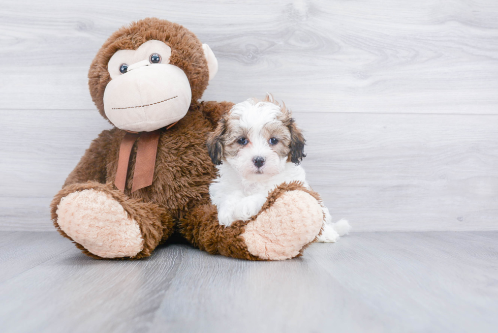 Teddy Bear Pup Being Cute
