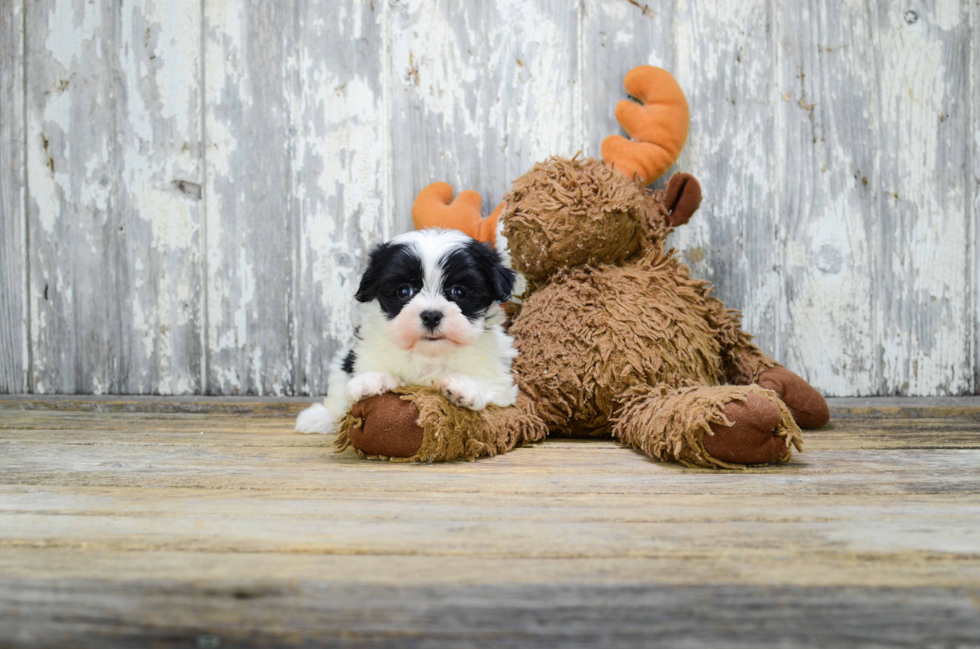 Morkie Pup Being Cute