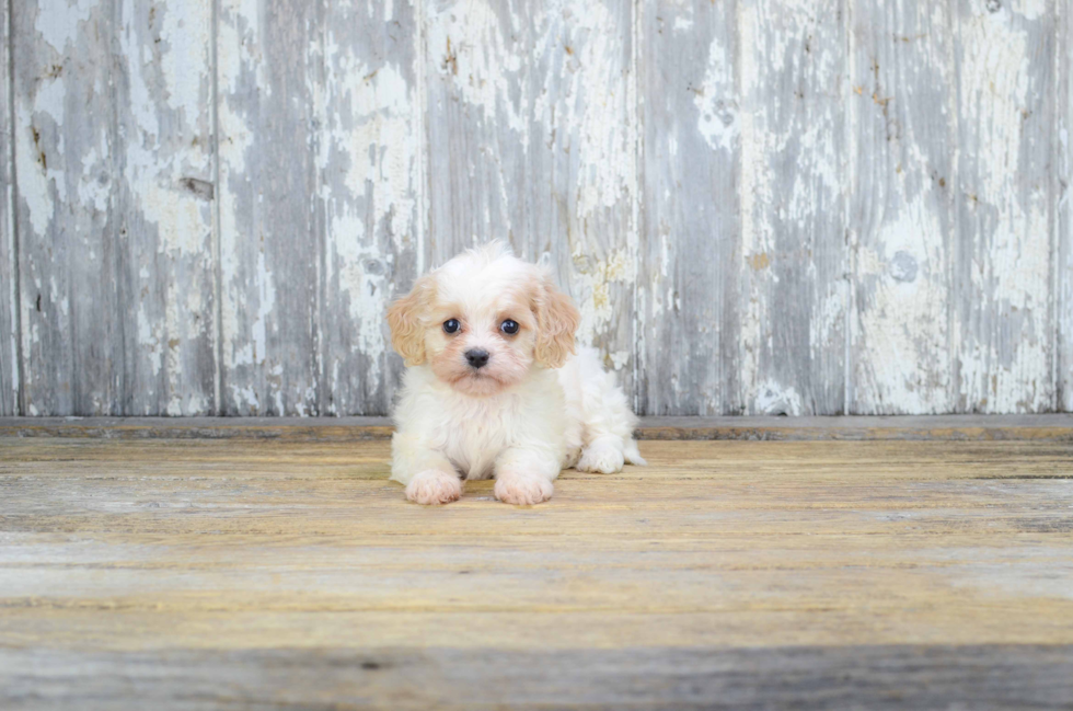 Smart Cavachon Designer Pup