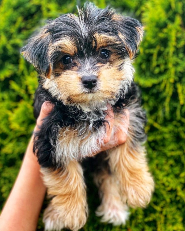 Little Morkie Pup