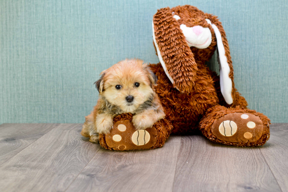 Friendly Morkie Baby