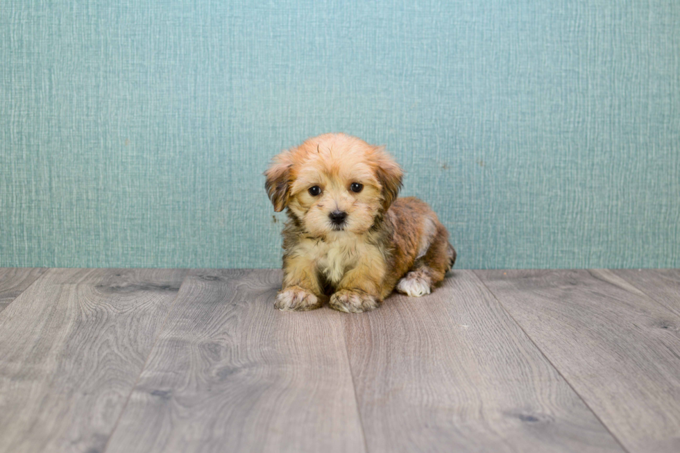 Morkie Pup Being Cute