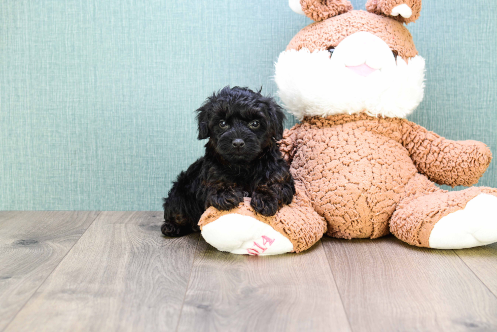 Yorkie Poo Pup Being Cute