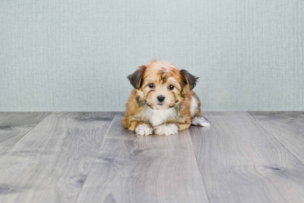 Little Yorkie Designer Puppy