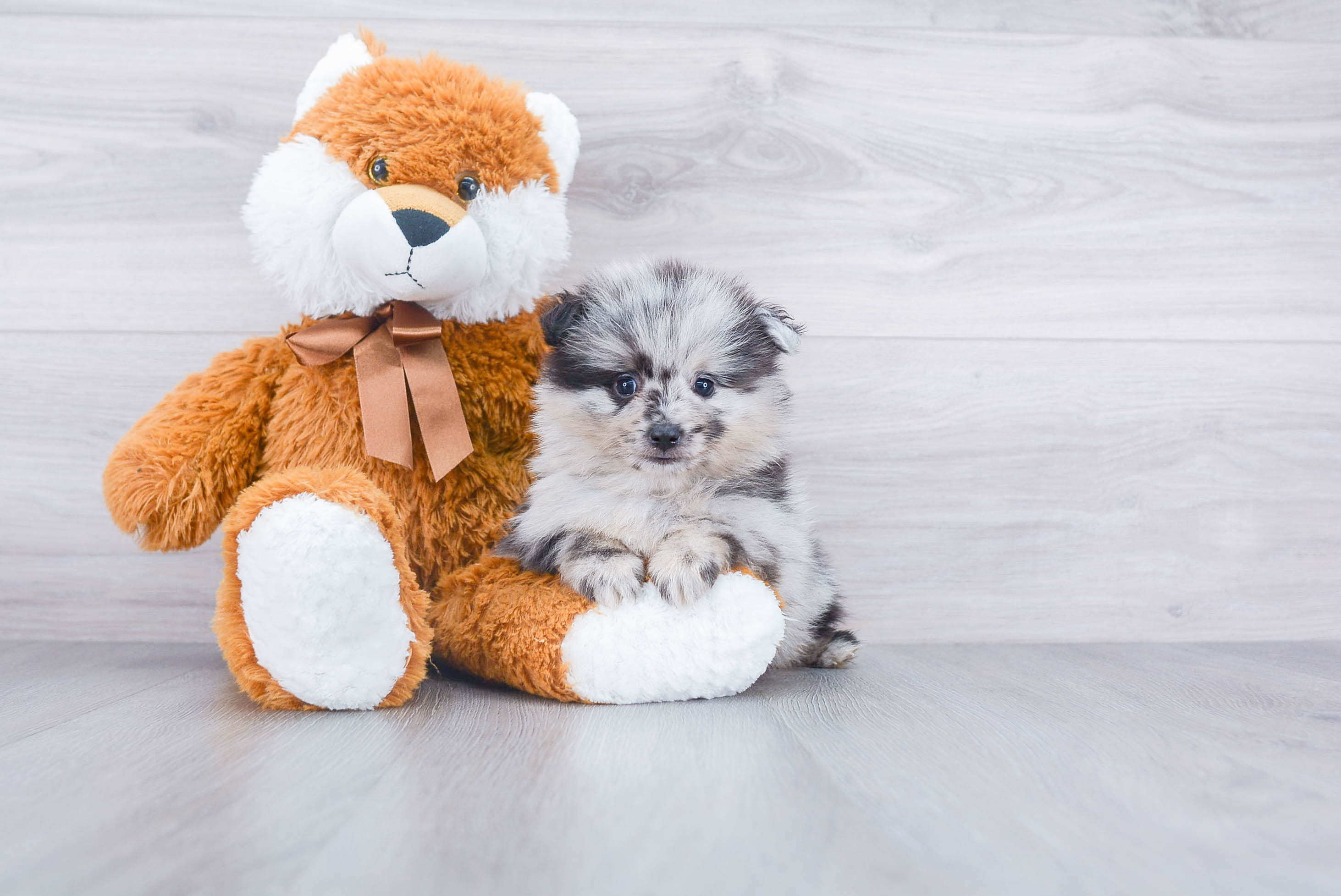 Pomeranian Pup Being Cute
