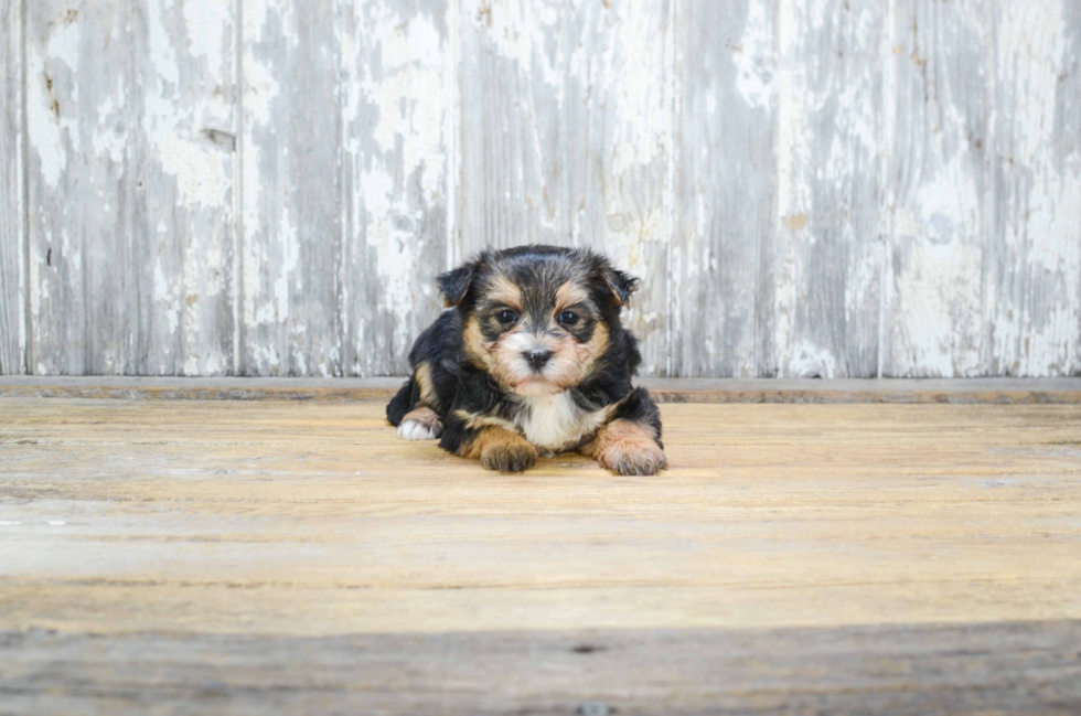Petite Morkie Designer Pup