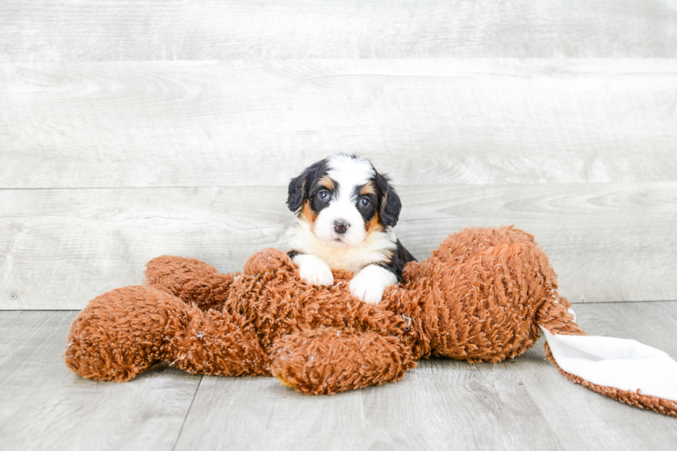 Mini Bernedoodle Puppy for Adoption