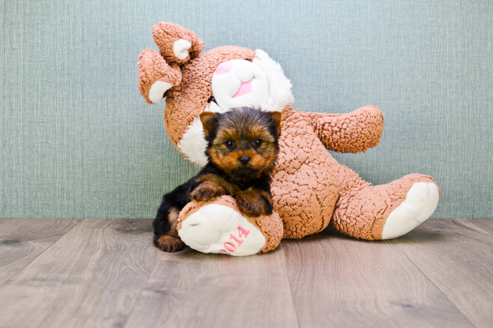 Meet Heidi - our Yorkshire Terrier Puppy Photo 